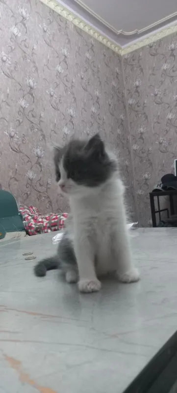 Продаются котята — фото 3