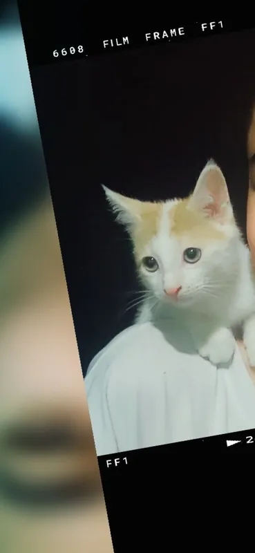 Котята с добрыми сердцами, полными любви 1 Котята с добрыми сердцами, полными любви 1