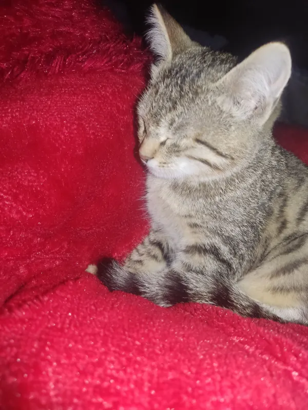 mushuk