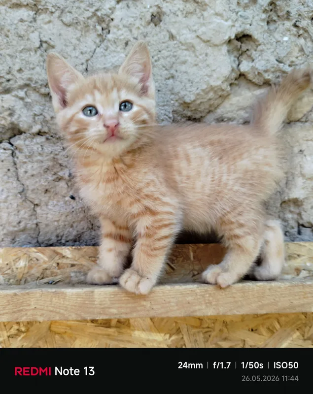 Пристраиваются домашние котята — фото 2