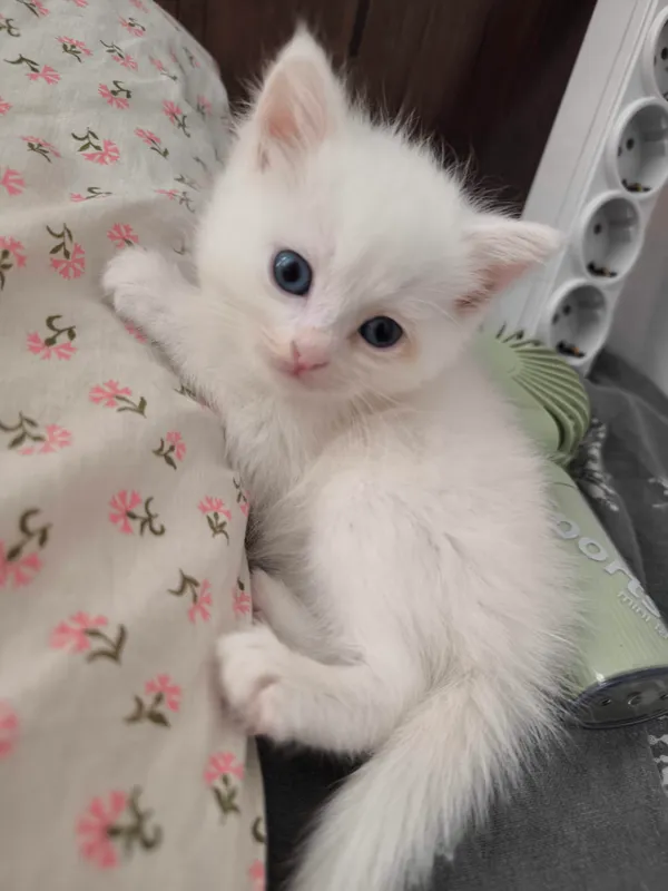 Турецкая ангора и котята