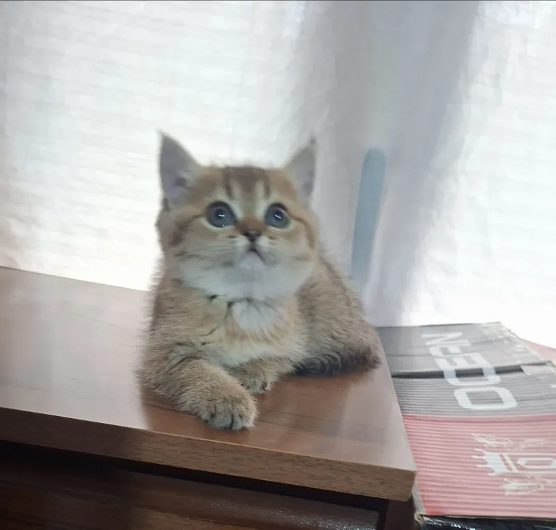 Продаются котята шиншиллы 3