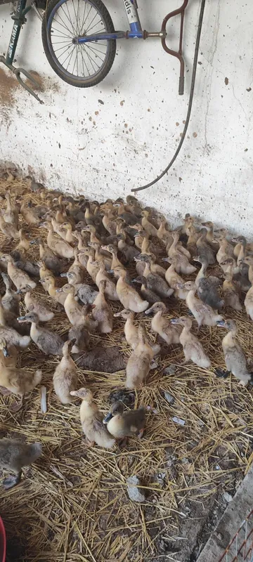 Gibrid oʻrdaklar sotiladi 3 Gibrid oʻrdaklar sotiladi 3