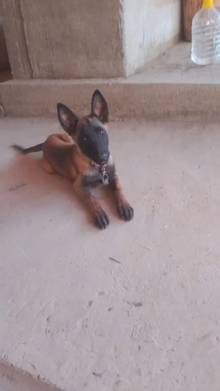 Belgiya malinovasi 1 Belgiya malinovasi 1
