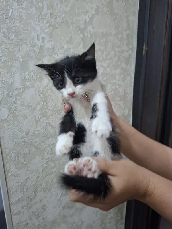 Домашние котята в добрые руки 1 Домашние котята в добрые руки 1
