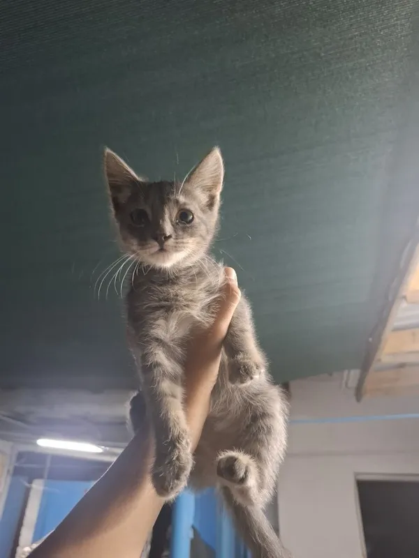 Отдам котят в хорошие руки 4