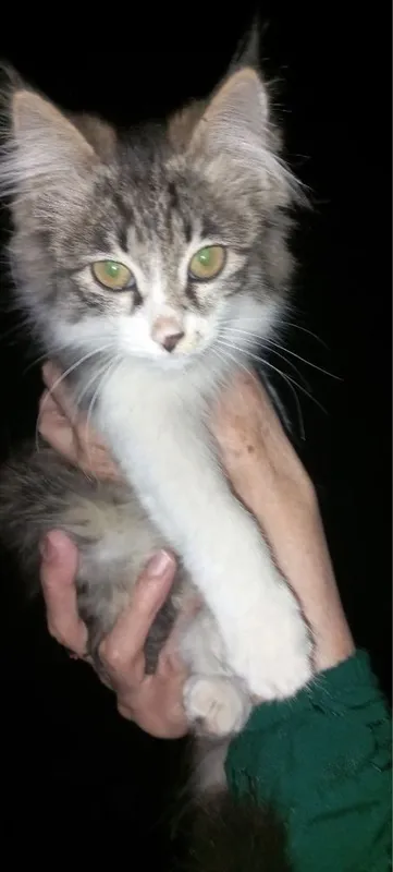 Отдам котят даром!