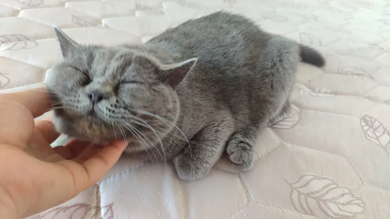British shorthair 2