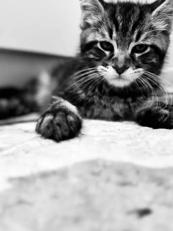 Amerkanskiy Maine Coon 250$ — фото 4