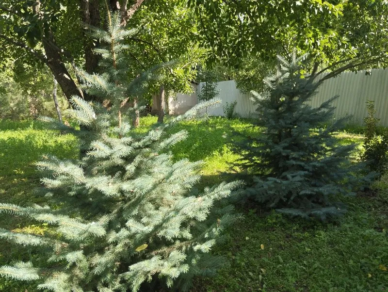 Продается ели и сосны — фото 1