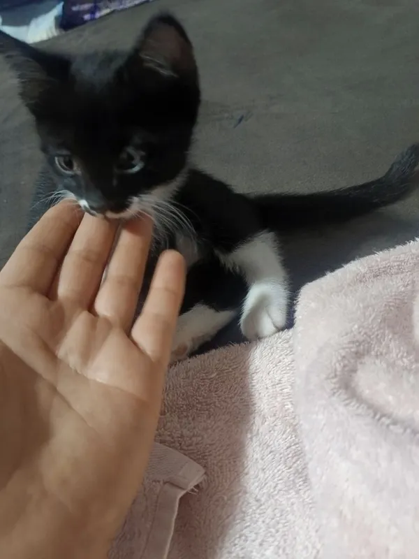 Отдам котят в добрые руки 2 Отдам котят в добрые руки 2