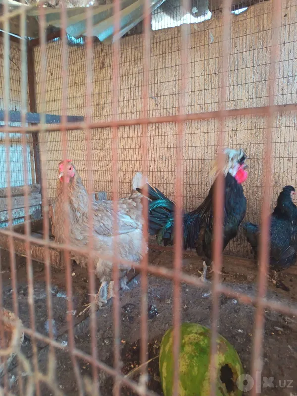 Jaydari tovuq galland xoroz sotladi 5 Jaydari tovuq galland xoroz sotladi 5