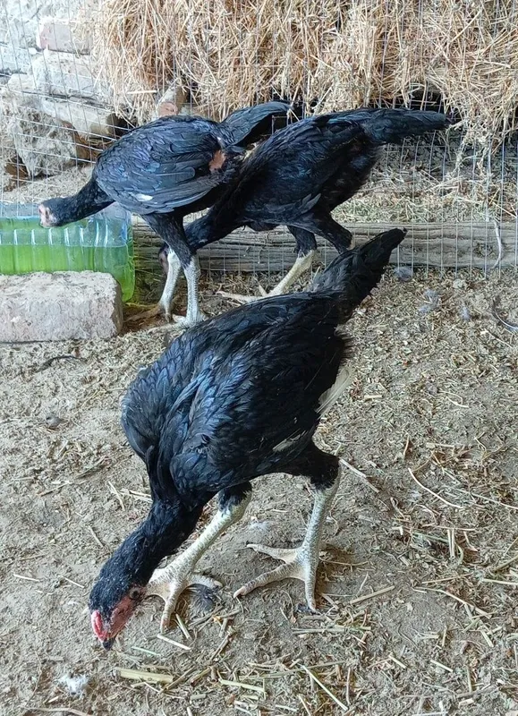 Ганой корея жужалар 4