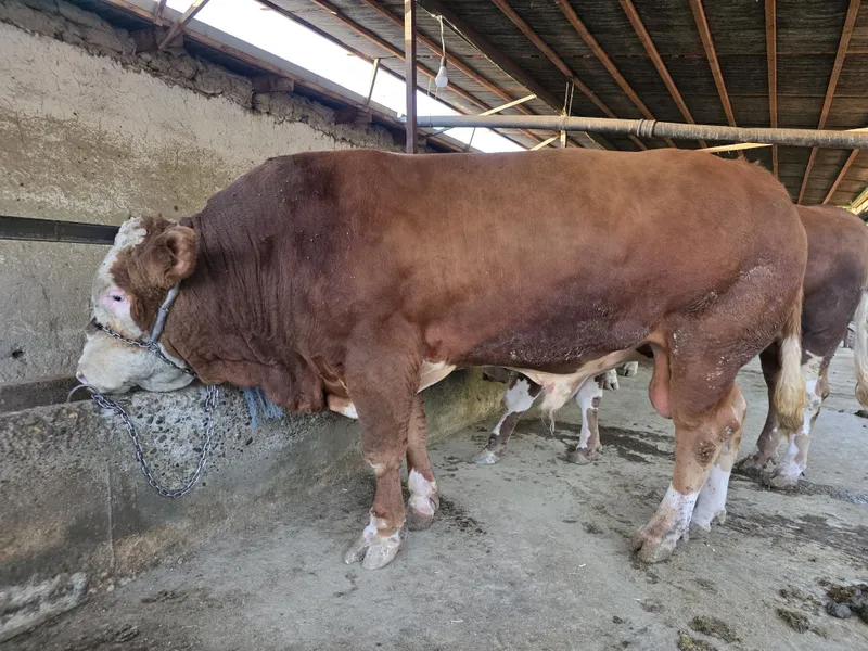 Simmental buqa s — фото 1