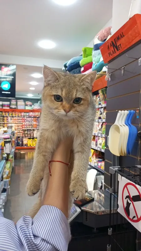 кошки 1 кошки 1