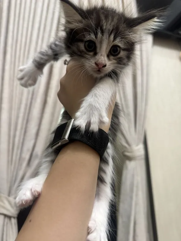 Котята 1,5 месяца бесплатно 3