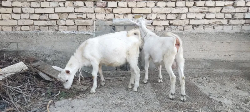 Zotli zanin takachalar sotiladi 2