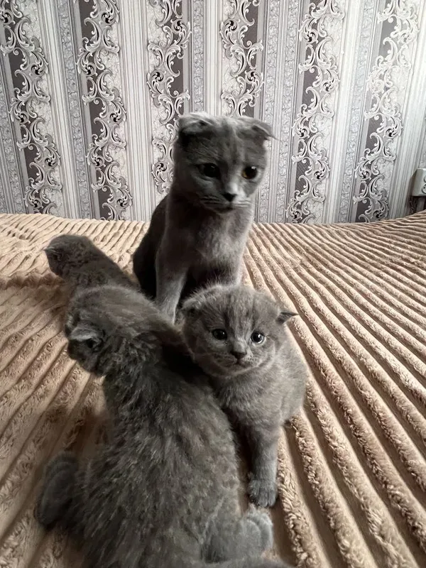 Продаються котята 4 Продаються котята 4