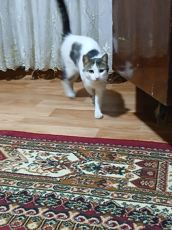 ок кора мушук ёши2да — фото 3