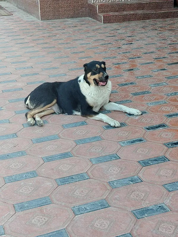 it sotiladi zoti  alabay Yoshi 1.5 urg'ochi(ayol) 4