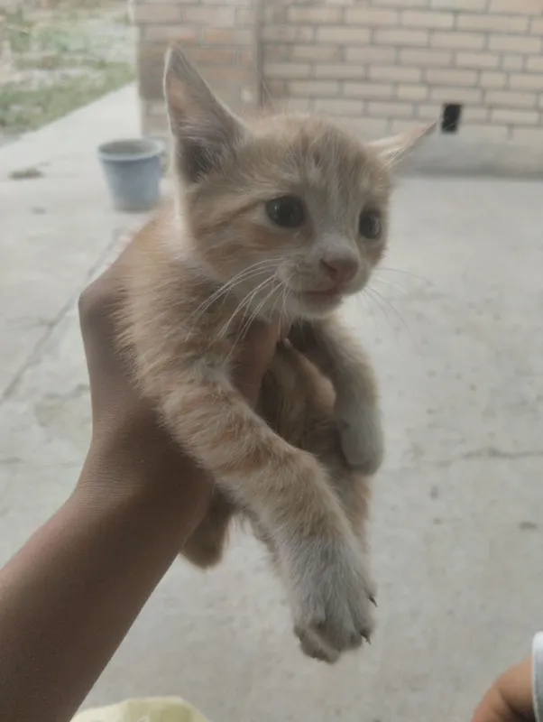 Кот Кот