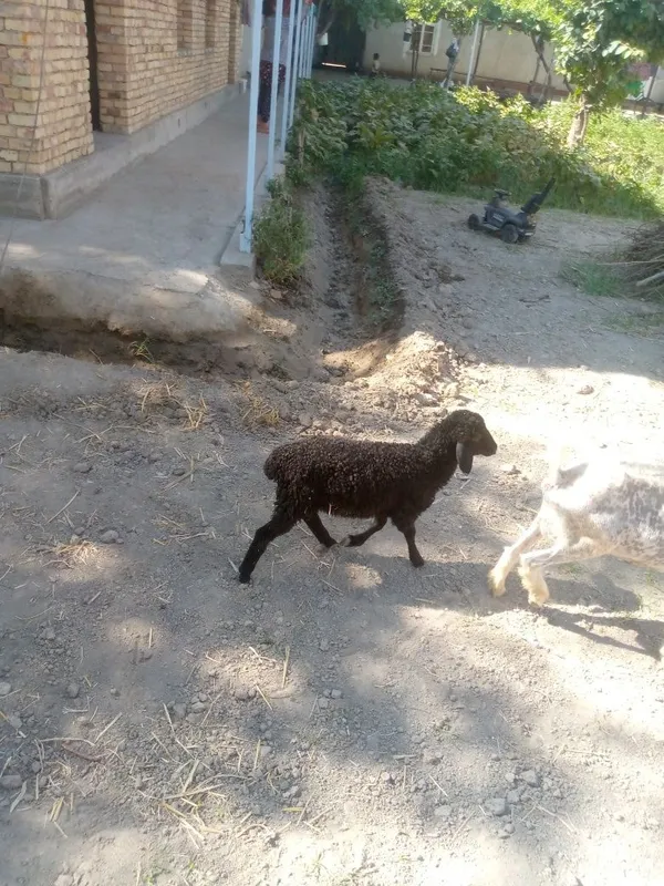 Qazoqi moda egiz barra