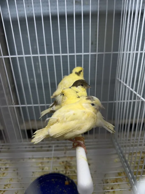 Kanareyka bolalari sotiladi ajratilmagan 2