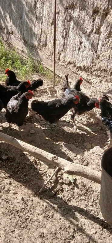Gigant Qora Shahzoda Tovuqlari, Xo‘rozlari, Tuxumlari va 2 Oylik Jo‘ja — фото 3
