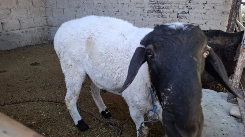 Uyda boqilgan qõshqor sotiladi. 1