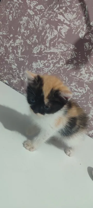 Mushiklar tekinga