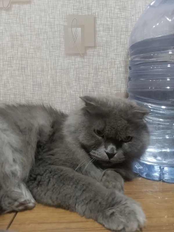 Британский скотиш 1 Британский скотиш 1