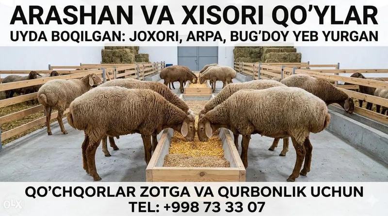 Qurbonlika Hamda Zot uchun Maxsus qo'ylar bor