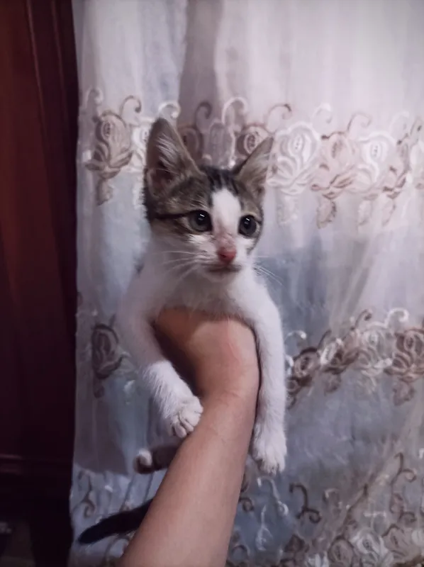 Mushuk