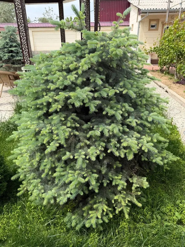 Oq archalar 3 ta. boyi 1,80 dan baland — фото 3