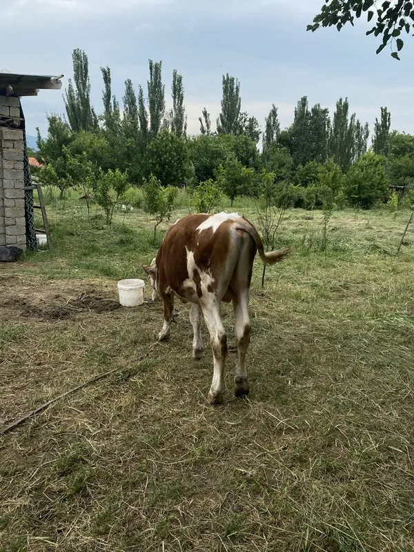 Buqa sotiladi tozza simmental 10 oylik — фото 3