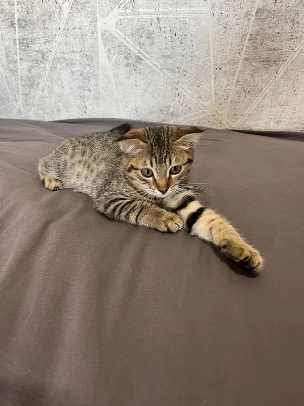 котята 3,5 месяца