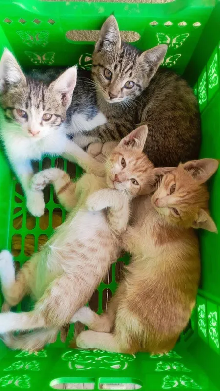 продаю котиков бесплатно