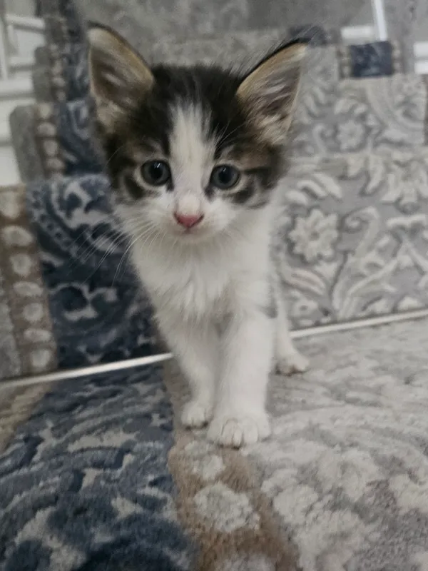 Mushuk bolasi xadiyaga beriladi