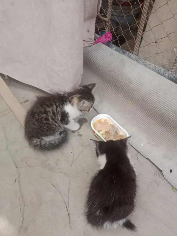 Котята 2мес.мпльчик серый,девочка черно-белая — фото 2