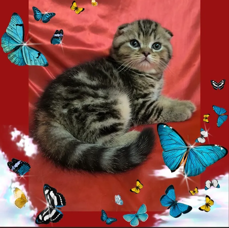 продам шотландского котенка — фото 2