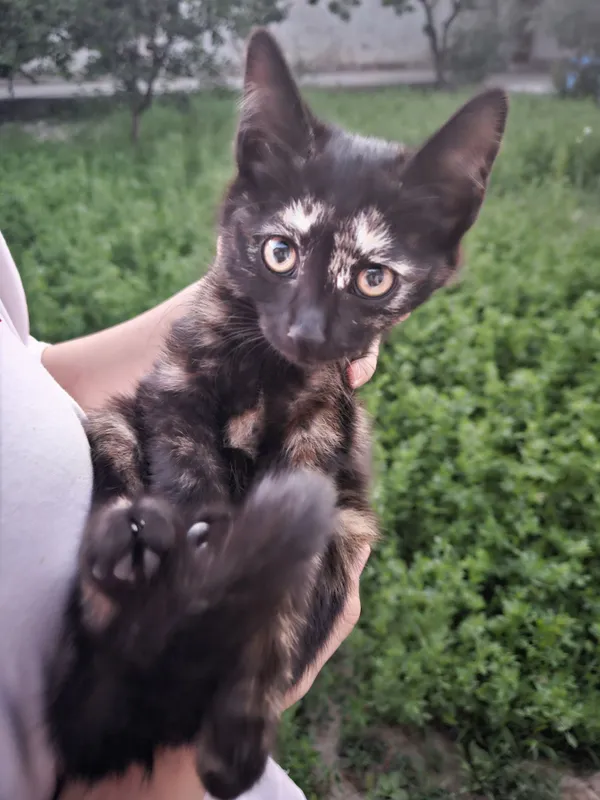 Ширин мушукчалар хадияга 4