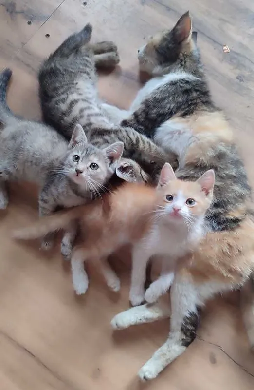 Котята в добрые руки