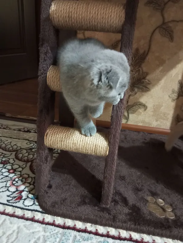 Скотиш Фолд. — фото 4