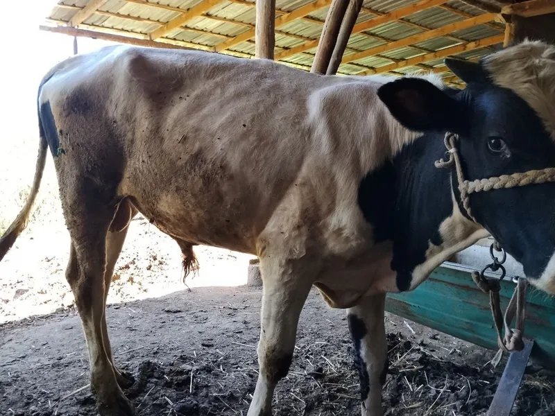 Zotdor. Sifat buqacha sotiladi. Yeb ichishi zõr 2 Zotdor. Sifat buqacha sotiladi. Yeb ichishi zõr 2