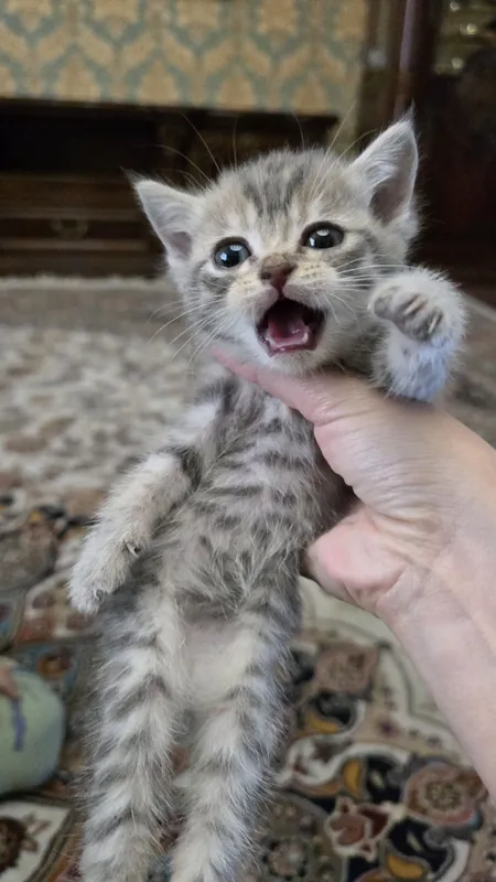 Продаются породистые котята шиншилла — фото 5