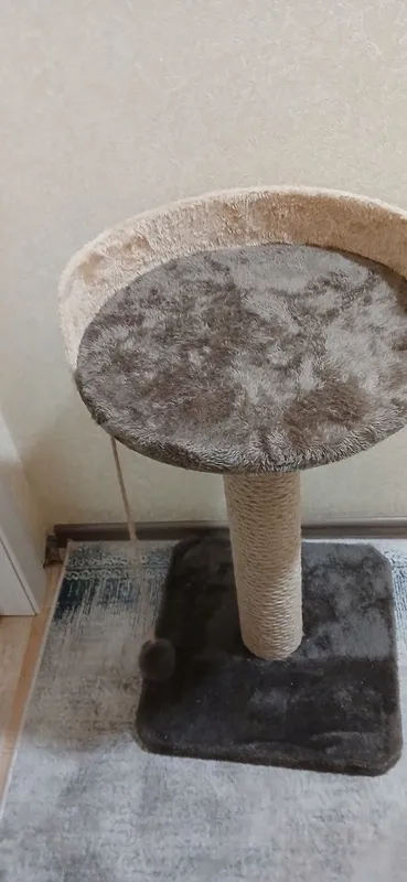 Продам Скоттиш Фолд 3