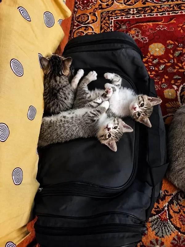Отдам в хорошие руки — фото 2