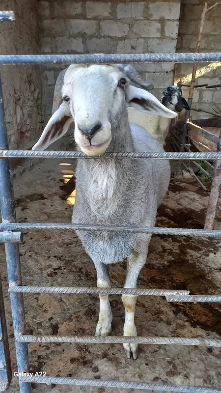 Qo'chqorlarni zo'ri sotiladi 4 Qo'chqorlarni zo'ri sotiladi 4