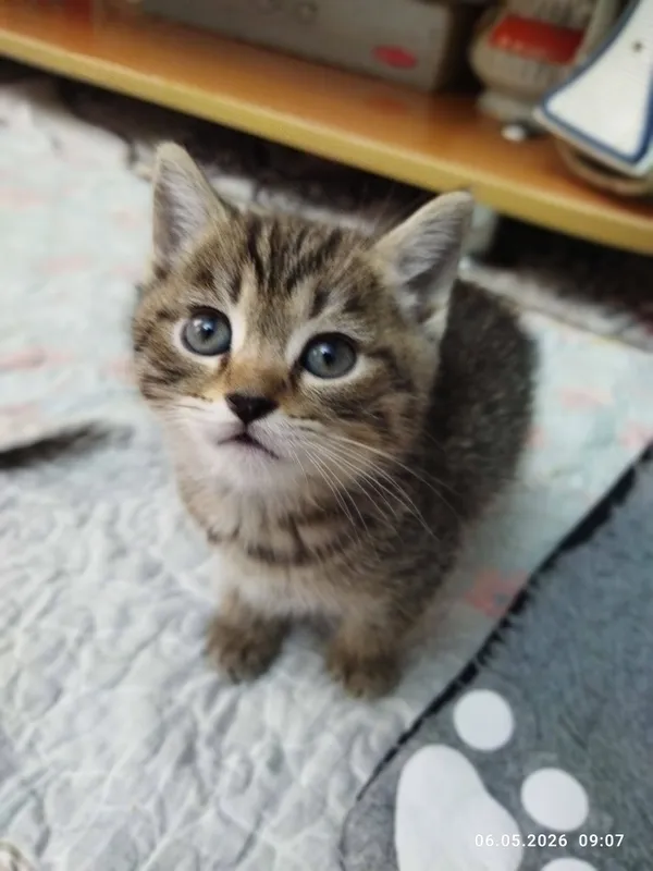 срочно продаются шотландские котята — фото 6