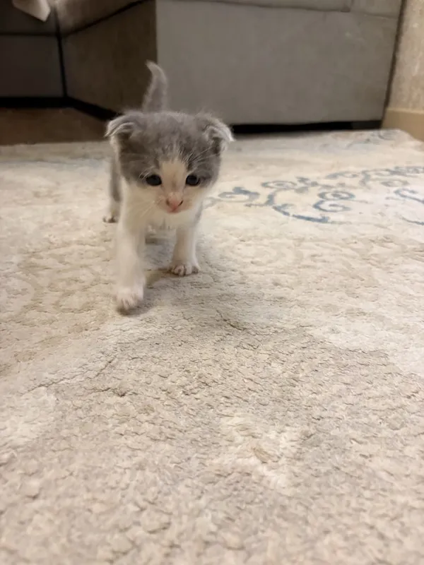Mushuk Scottish Fold 4 Mushuk Scottish Fold 4